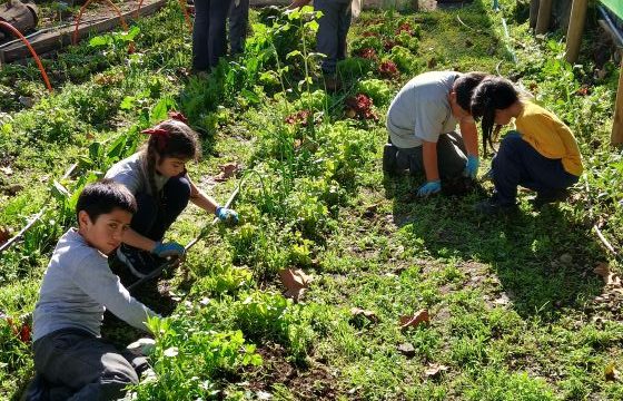 ESTUDIANTES COSECHAN EN EL TALLER DE HUERTO